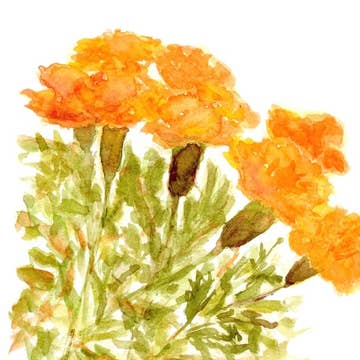 Marigolds Card