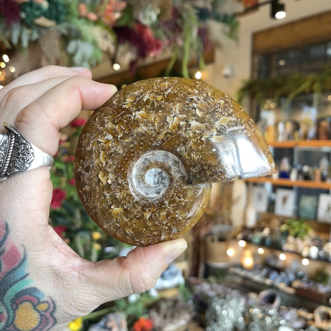 Ammonite "Patrice"