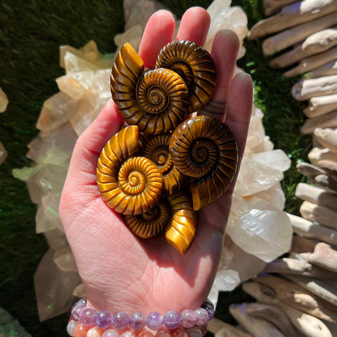 Ravenstone Crystals Tiger's Eye Ammonite