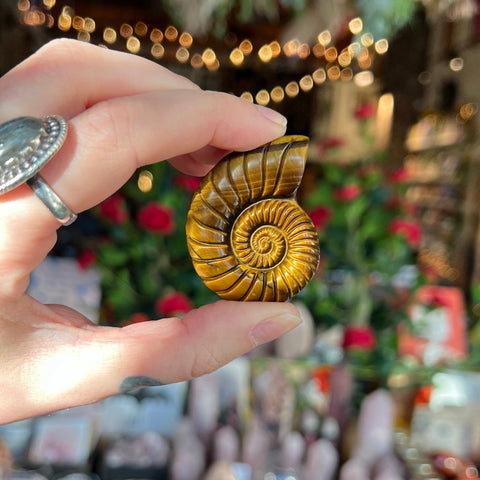 Ravenstone Crystals Tiger's Eye Ammonite