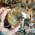 Ravenstone Crystals Ammonite "Dan"