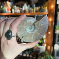 Ravenstone Crystals Iridescent Ammonite "Antonia"