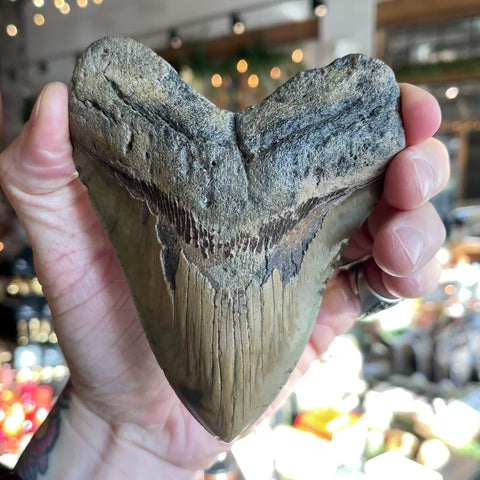 Megalodon Tooth "Charles"