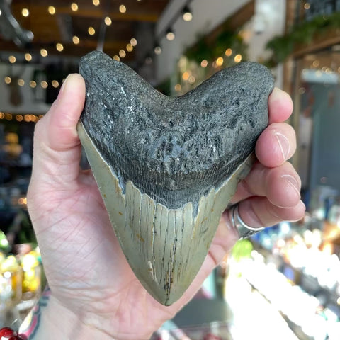 Megalodon Tooth "Andricia"