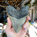 Ravenstone Crystals Megalodon Tooth "Andricia"