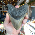 Ravenstone Crystals Megalodon Tooth "Andricia"