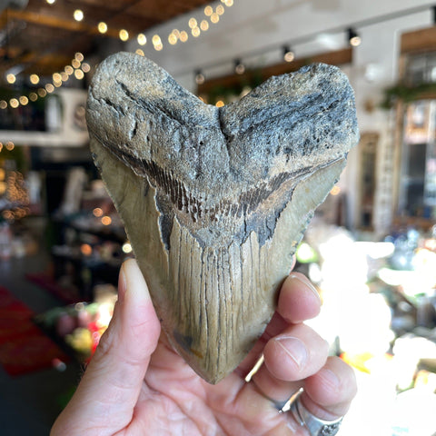 Ravenstone Crystals Megalodon Tooth "Charles"