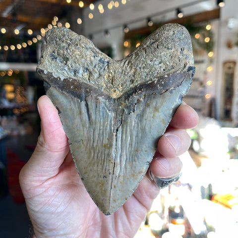 Ravenstone Crystals Megalodon Tooth "Charles"