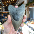 Ravenstone Crystals Megalodon Tooth "Fiona"