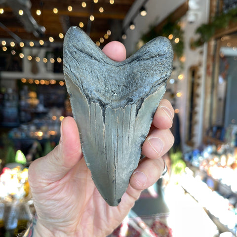 Ravenstone Crystals Megalodon Tooth "Fiona"